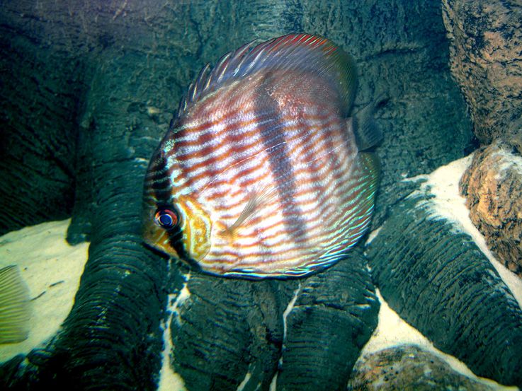 Symphysodon discus
