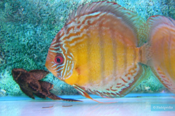 Symphysodon tarzoo