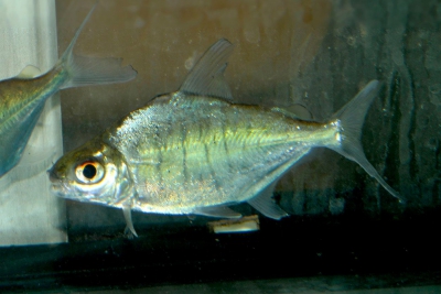 Acnodon normani Characidae