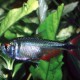 picture of Astyanax fasciatus