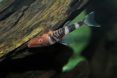 Nannoptopoma sp. (LDA110) Loricariidae