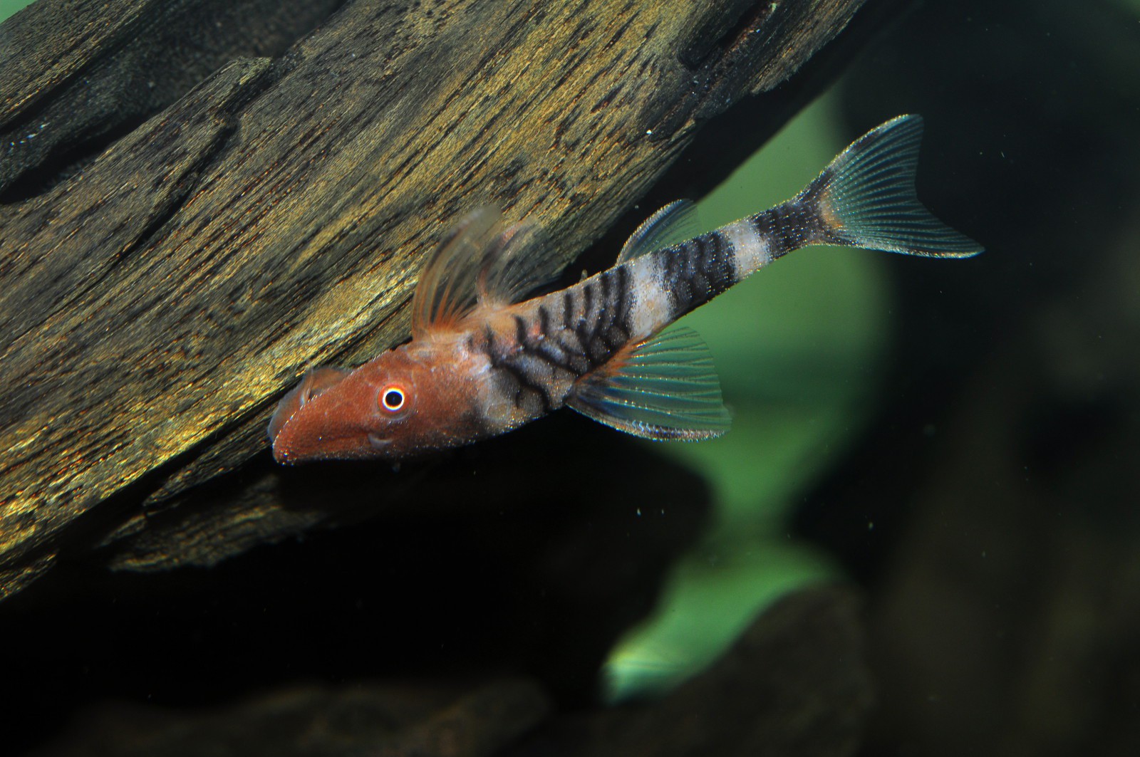 Nannoptopoma sp. (LDA110)