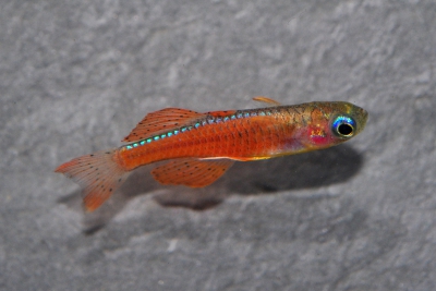 Pseudomugil luminatus Pseudomugilidae
