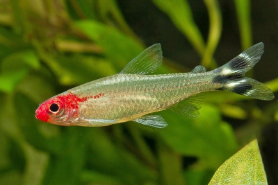 Hemigrammus bleheri Characidae