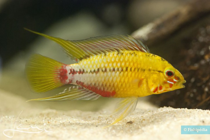 Mais comment vivent les Apistogramma?