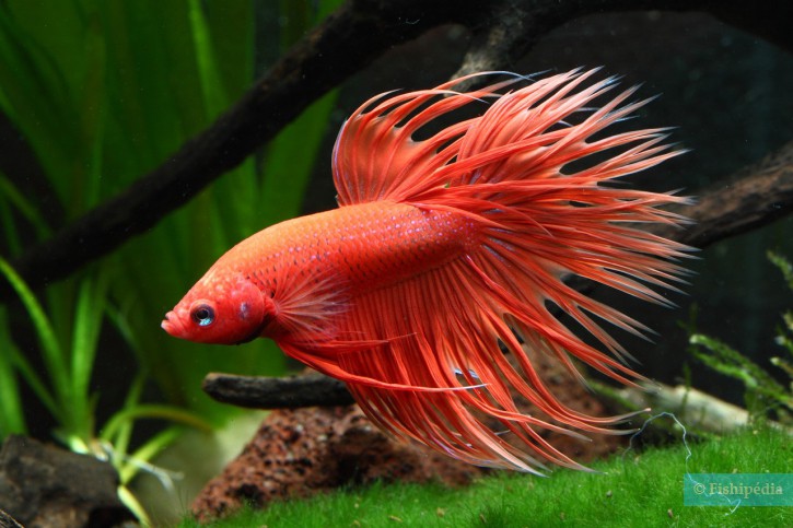 Betta splendens - pesce combattente