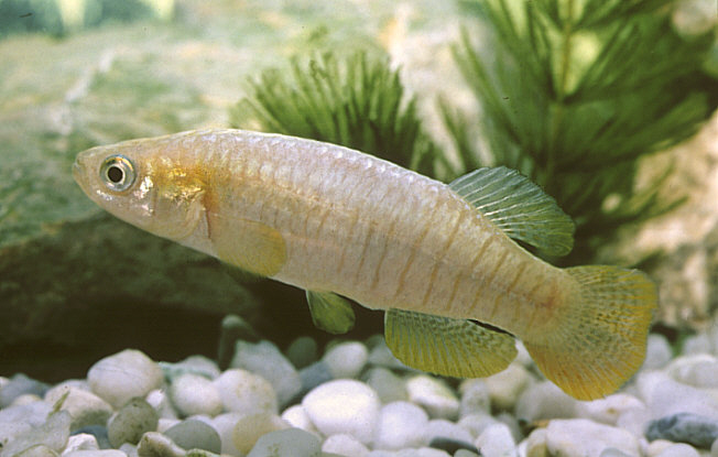 Comment un killi espagnol a échappé à l’extinction ?