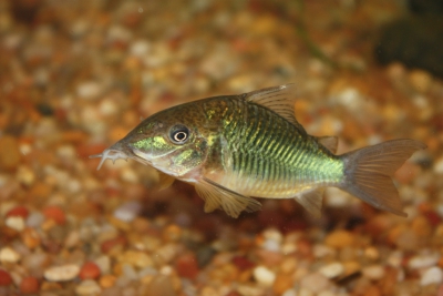 Corydoras multiradiatus Callichthyidae