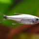 picture of Hemigrammus rodwayi