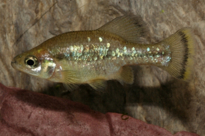 Ameca splendens Goodeidae