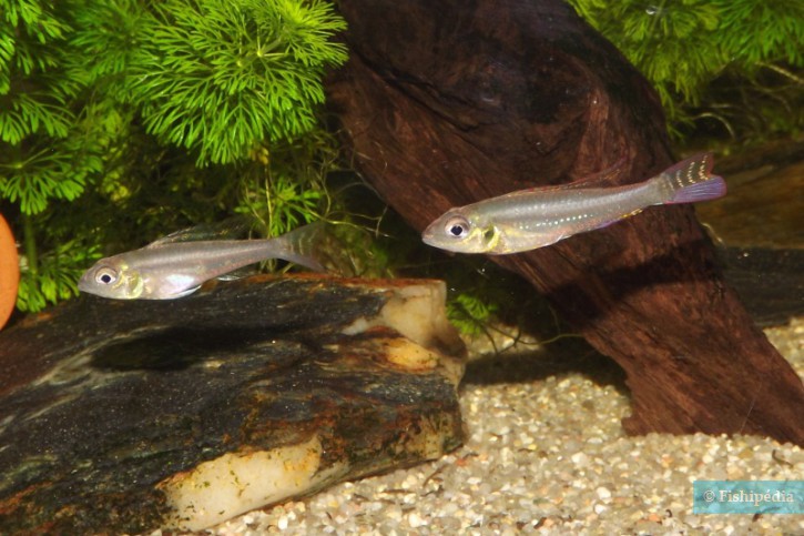 Biotoecus opercularis