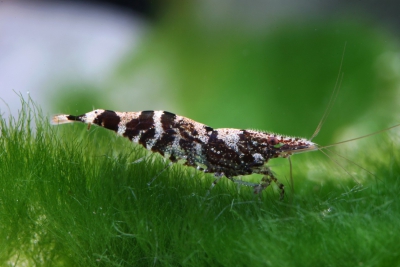 Caridina serratirostris Atyidae