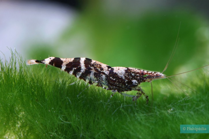 Caridina serratirostris