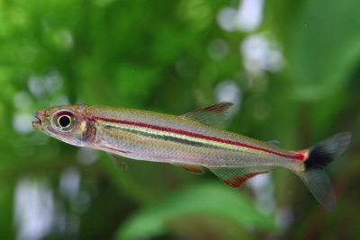 Iguanodectes geisleri Iguanodectidae