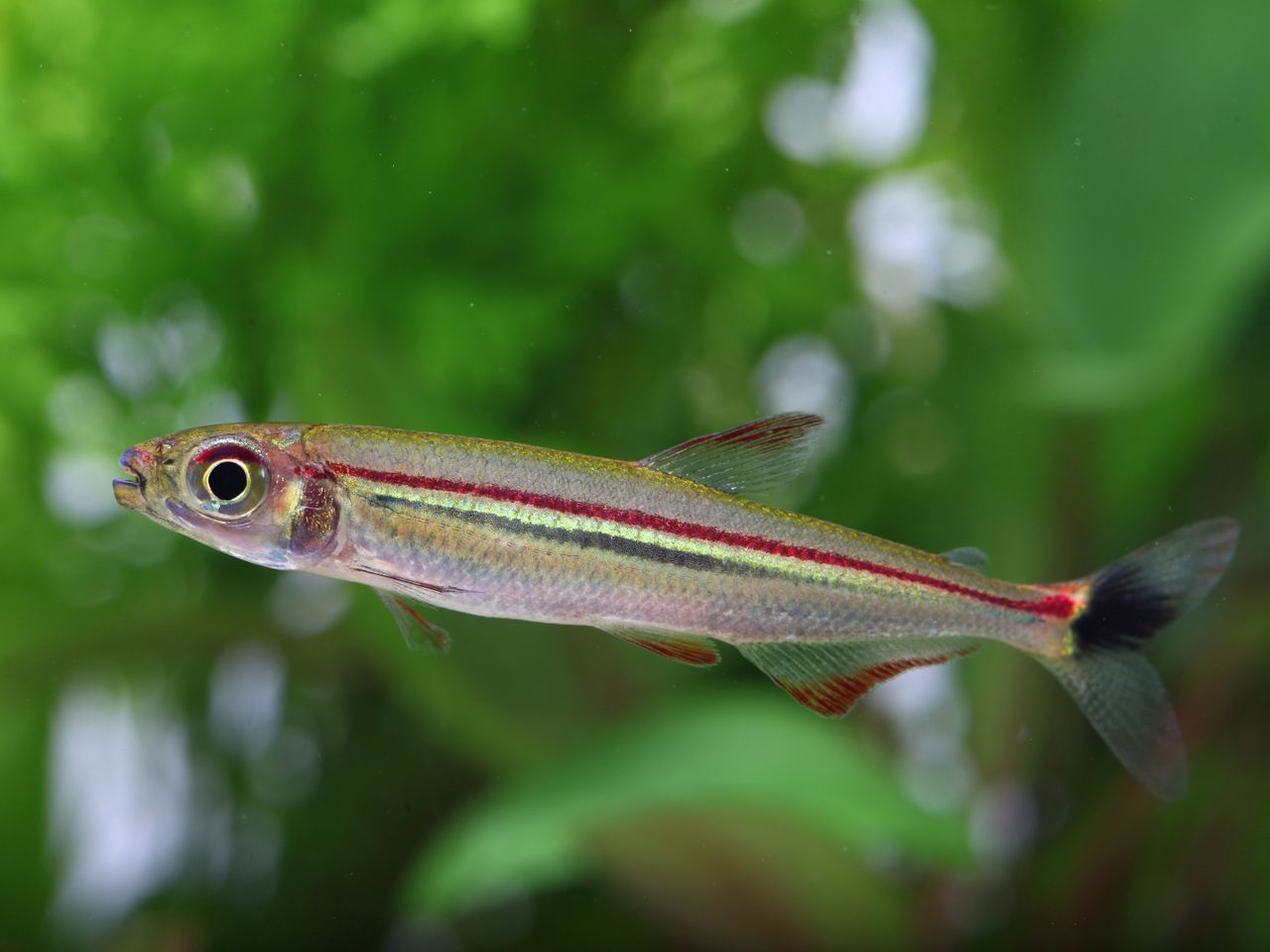 Iguanodectes geisleri