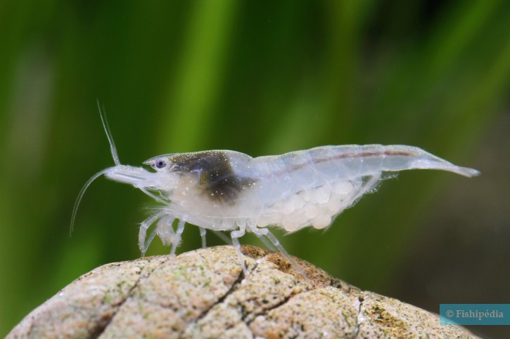 Neocaridina palmata White Pearl