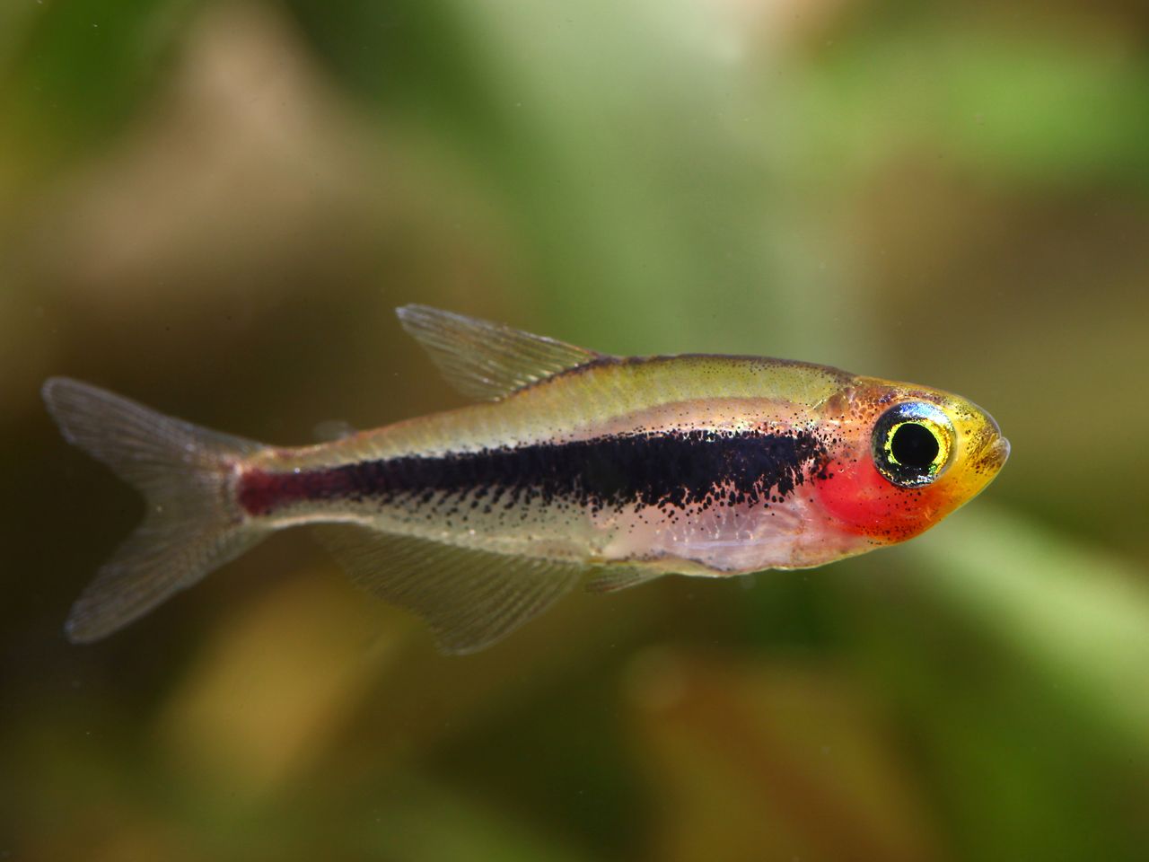 Tucanoichthys tucano