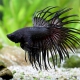 picture of Betta splendens