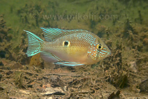 Biotodoma wavrini