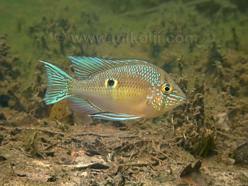 Biotodoma wavrini