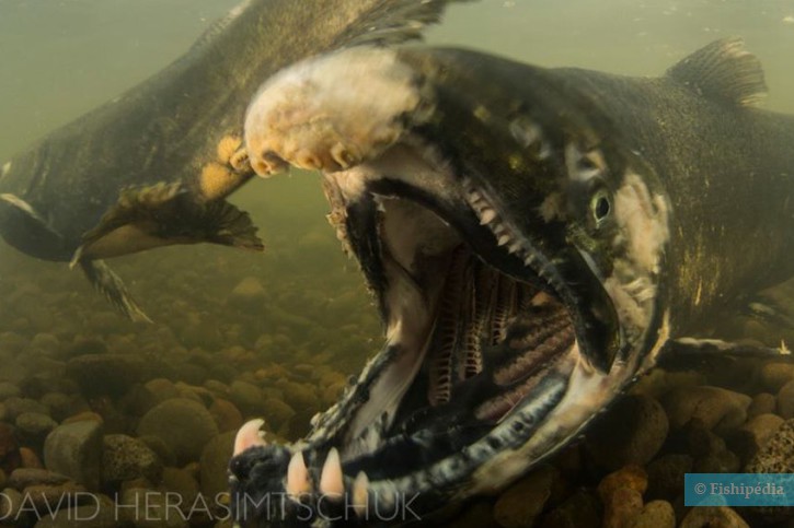 Accompagnez les saumons américains dans leur migration