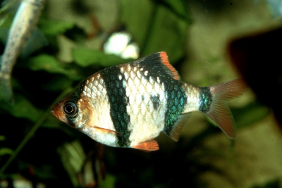 Puntigrus tetrazona Cyprinidae