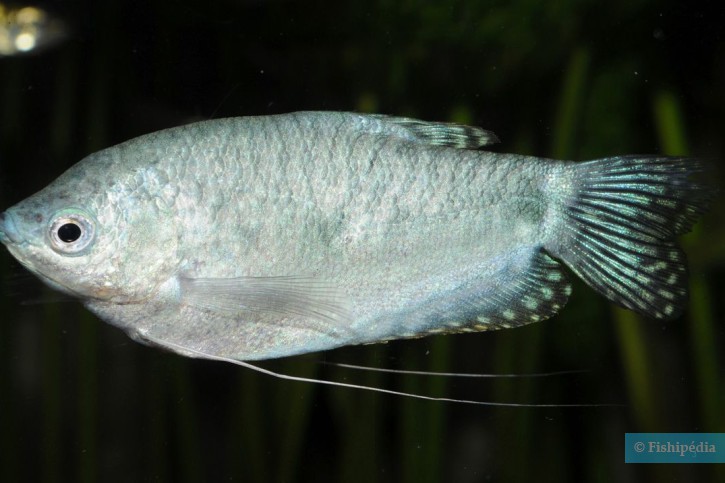 Trichopodus trichopterus