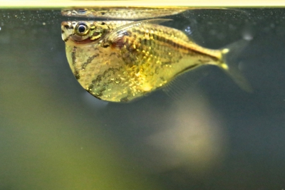 Carnegiella strigata Gasteropelecidae