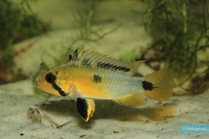 Apistogramma huascar