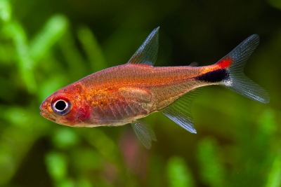 Axelrodia riesei Characidae