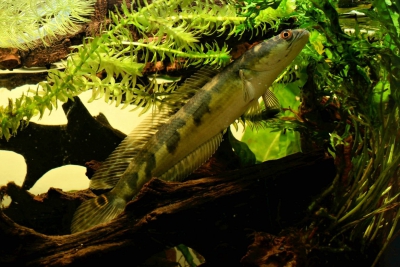 Channa marulioides Channidae
