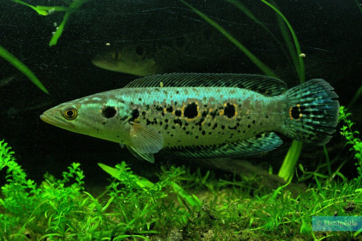 Channa pleurophthalma