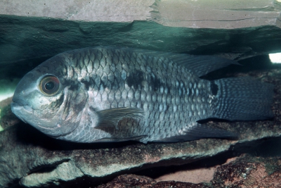 Cichlasoma portalegrense Cichlidae