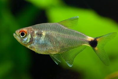 Hemigrammus ocellifer Characidae