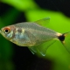 picture of Hemigrammus ocellifer