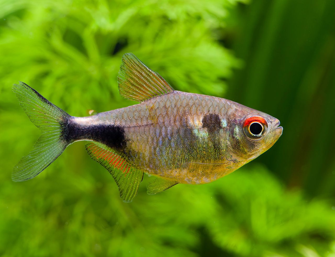 Hemigrammus pulcher
