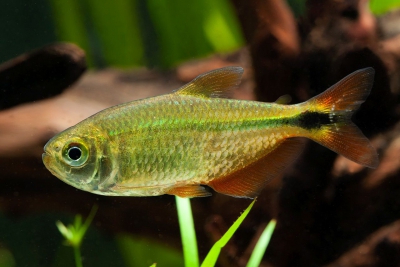 Hyphessobrycon anisitsi Characidae