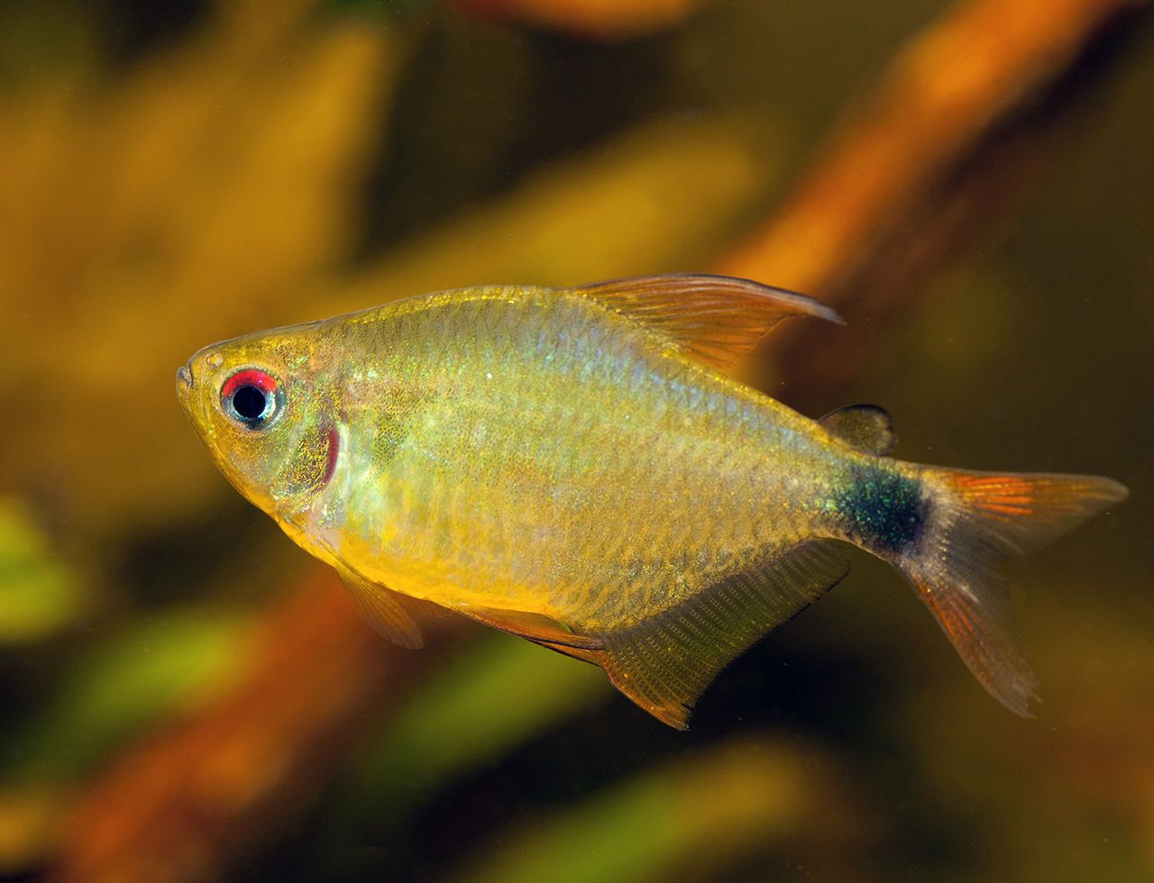 Hyphessobrycon heliacus