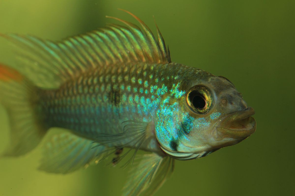 Apistogramma sp. "jurua" II