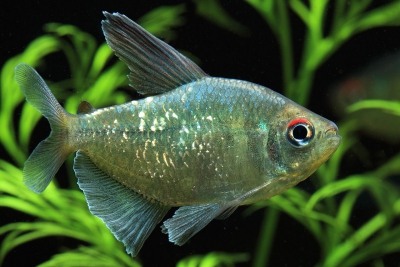 tétra diamand Characidae