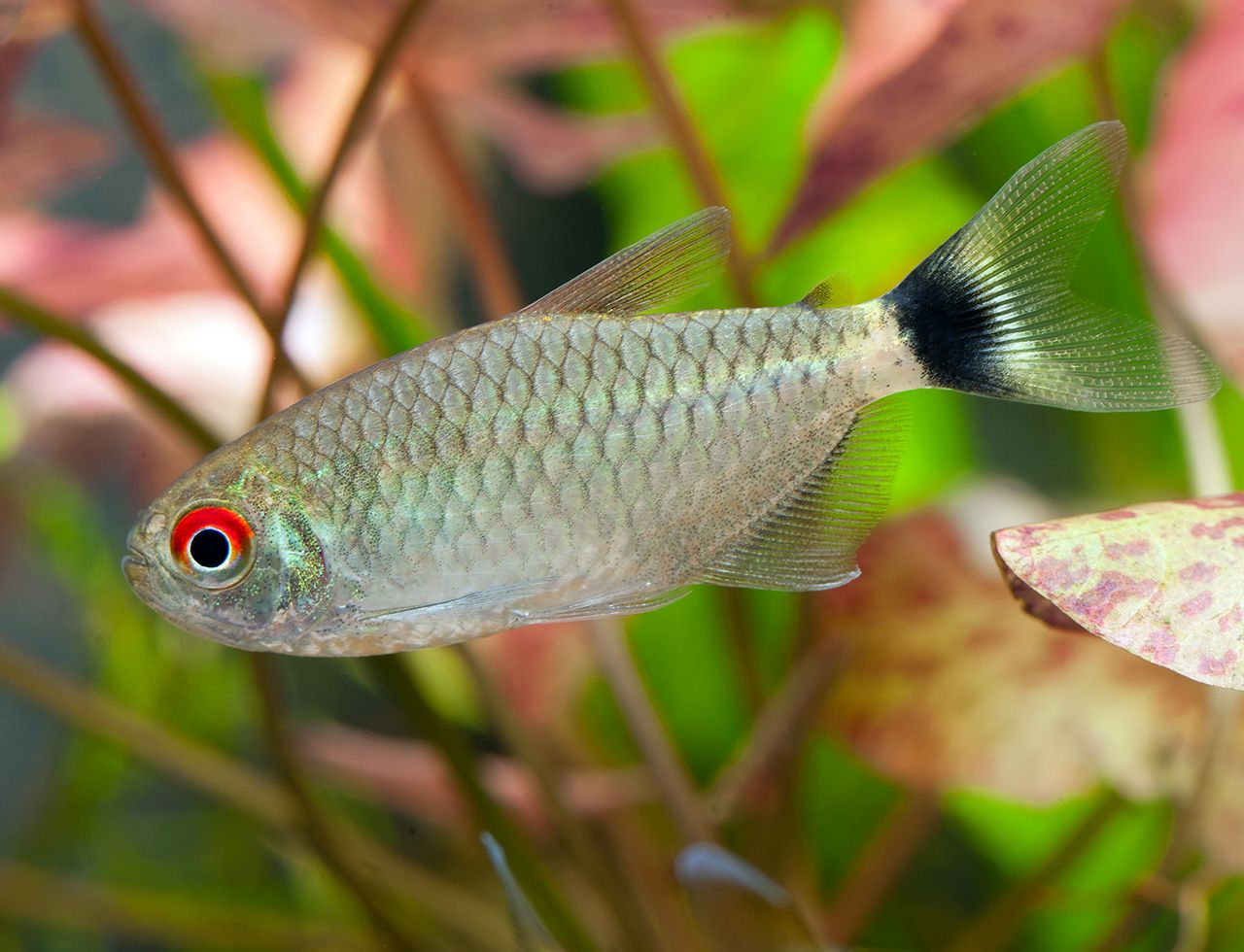 Moenkhausia sanctaefilomenae