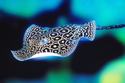 Potamotrygon jabuti Potamotrygonidae