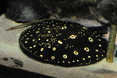 Potamotrygon henlei Potamotrygonidae