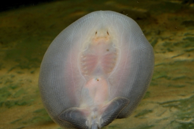 Potamotrygon orbignyi Potamotrygonidae