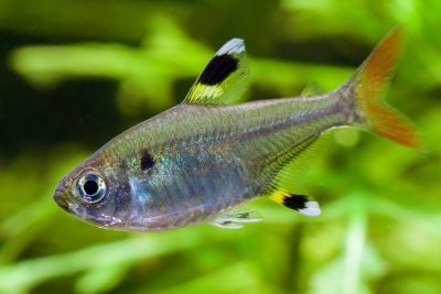 Pristella maxillaris Characidae