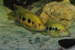 Ptychochromis grandidieri