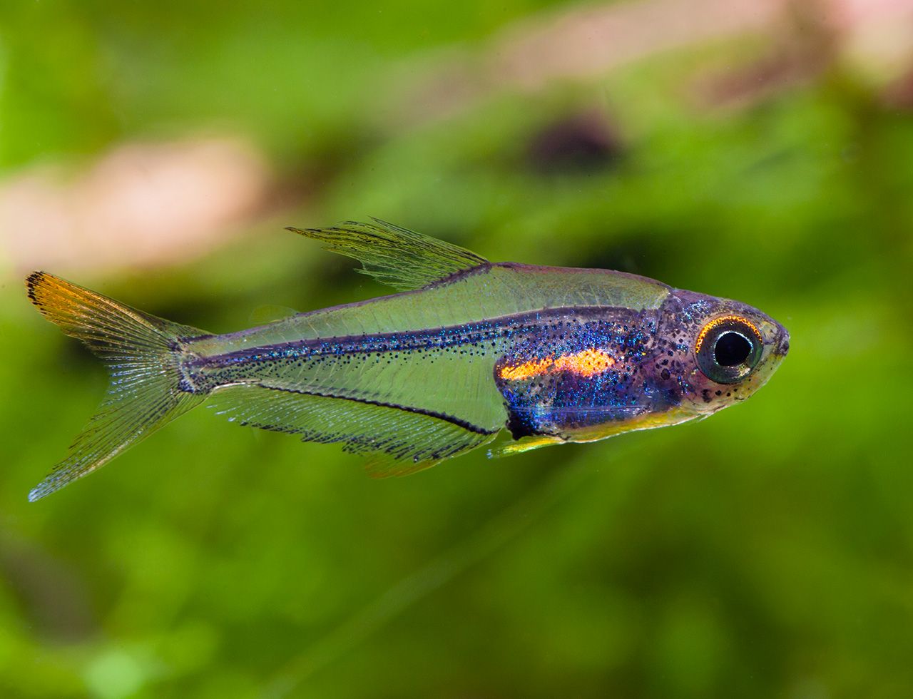 Trochilocharax ornatus