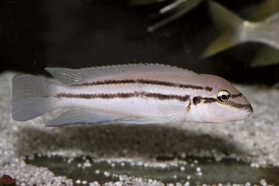Chalinochromis sp. bifrenatus Cichlidae
