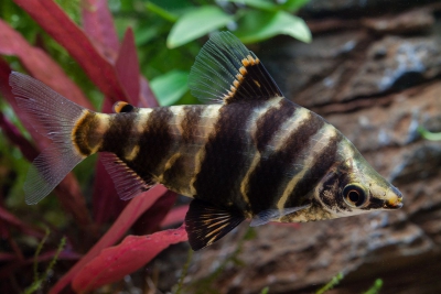Abramites hypselonotus Anostomidae