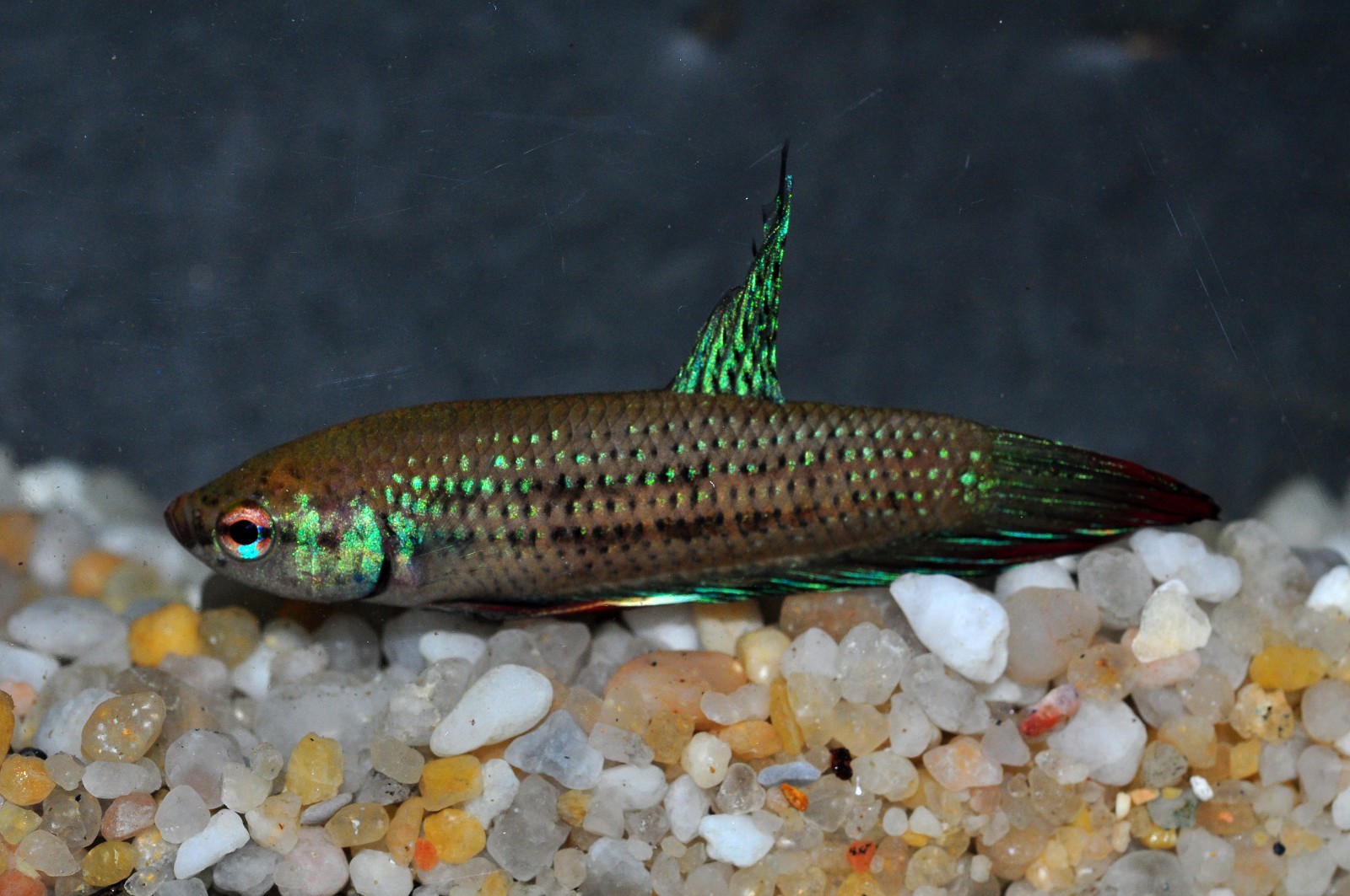 Betta imbellis